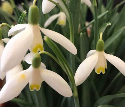Galanthus 'Blonde Inge'